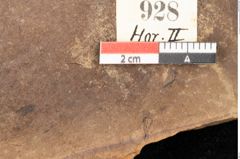 Foto (Detailsansicht) von Quercus palaeoilex Ettingshausen (NHMW-GEO-2024-0188-0928)